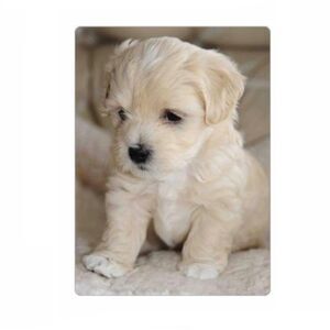 Cute Puppy Magnet 